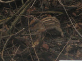 Entdeckung im Wald: ein Frischling!